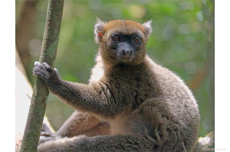 Climate Change Threatens Bamboo Lemurs: Gradual Food Scarcity Endangers Their Survival