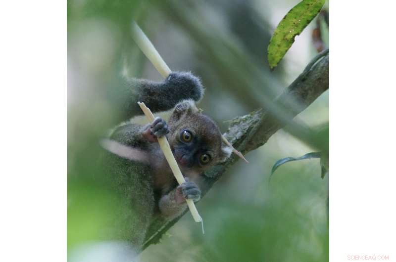 Climate Change Threatens Bamboo Lemurs: Gradual Food Scarcity Endangers Their Survival