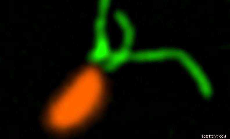 Scientists Reveal How Bacteria Detect Touch via Pili