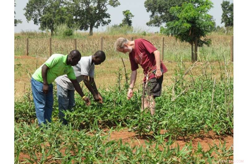 Cowpea Pest Protection: Free Bt Varieties Empower Smallholder African Farmers
