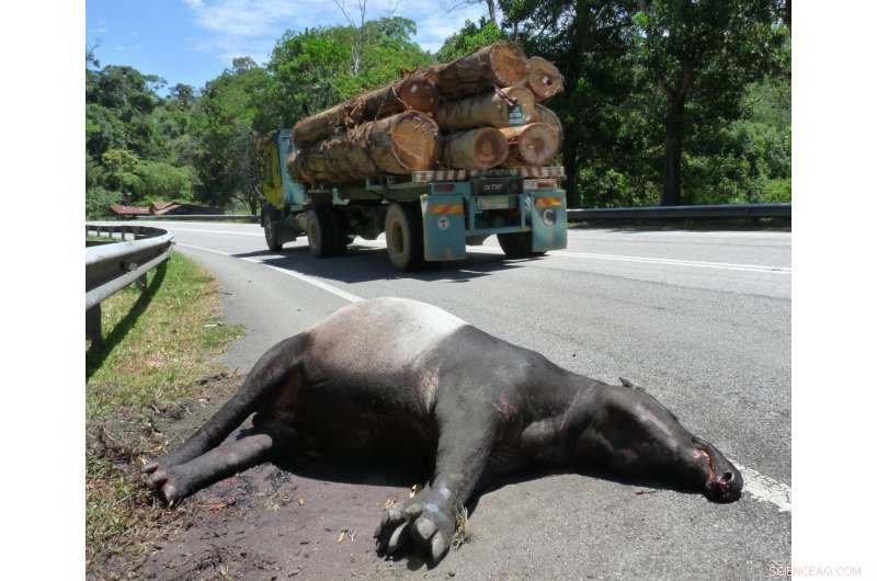 Scientists Warn: Rapid Road Construction Threatens People and Nature