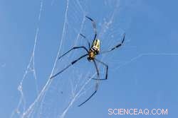 Arachnophobia: Exploring the Genetic Roots of Spider Fear