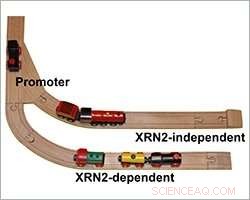 Geneticists Uncover Dual Mechanisms of Transcription Termination