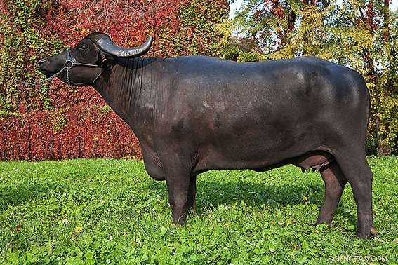 Scientists Release Complete Water Buffalo Genome, Paving the Way for Advanced Breeding and Conservation