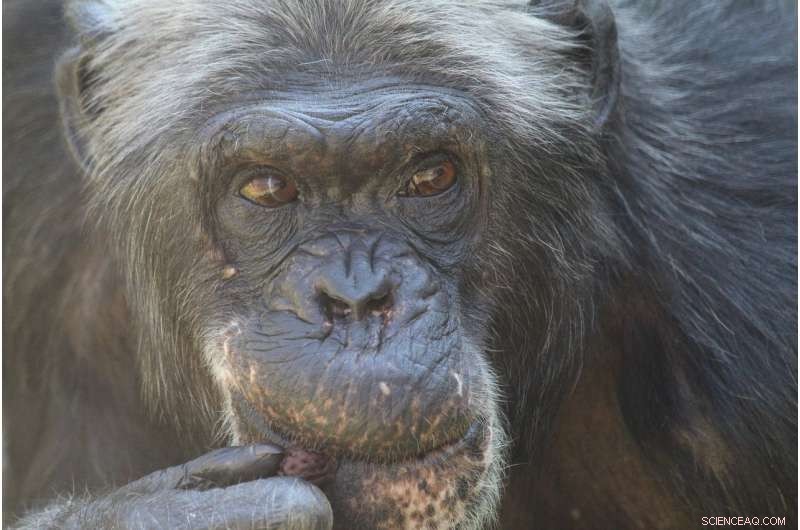 Long-Term Study Reveals Stable Personality Types in Tanzanian Chimpanzees