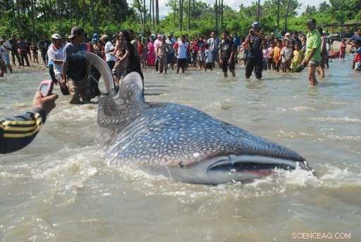 UN Convention Expands Protection to Lions, Chimpanzees, Sharks and More