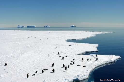 Australia-France Antarctic Sanctuary Proposal Rejected, Threatening Conservation Goals