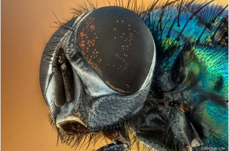 Unfertilized Eggs and Insect Development: Understanding Parthenogenesis