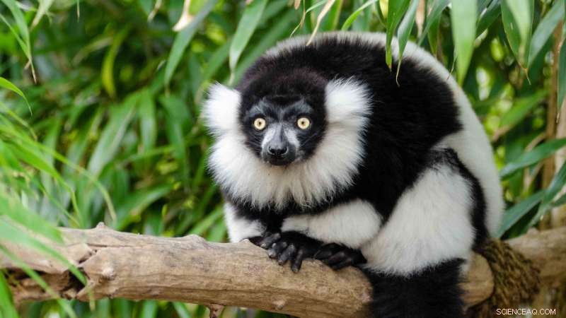 ANU Study Identifies Global Hotspots to Safeguard Mammalian Biodiversity