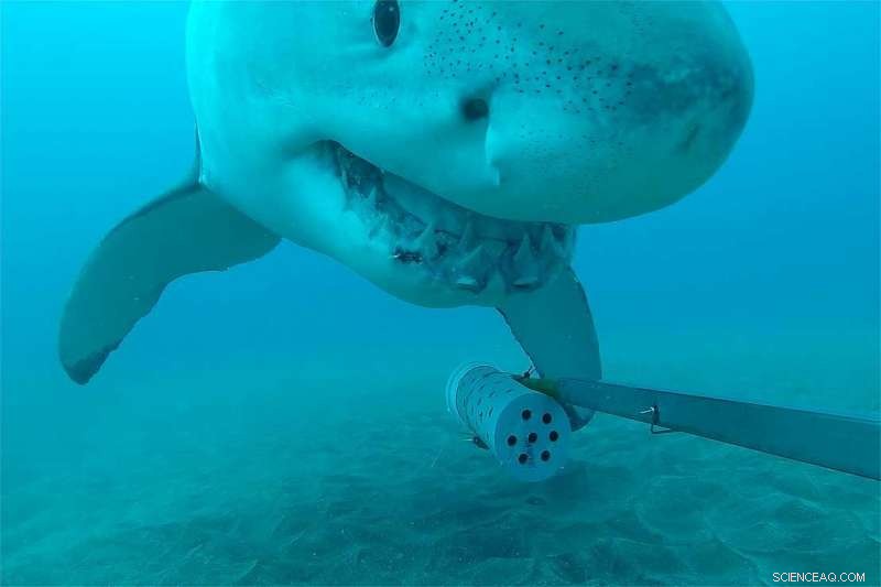 Great White Shark Curiously Interacts with Camera, Captured by Massey Scientists