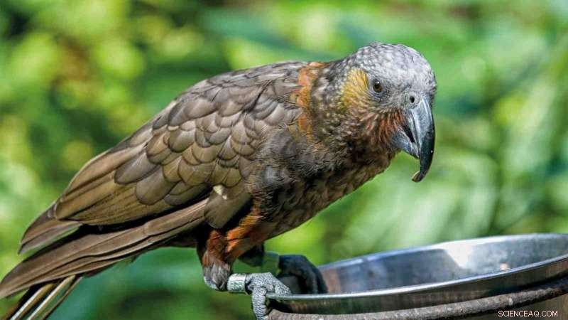 Reintroducing the Kākā: Benefits and Urban Challenges