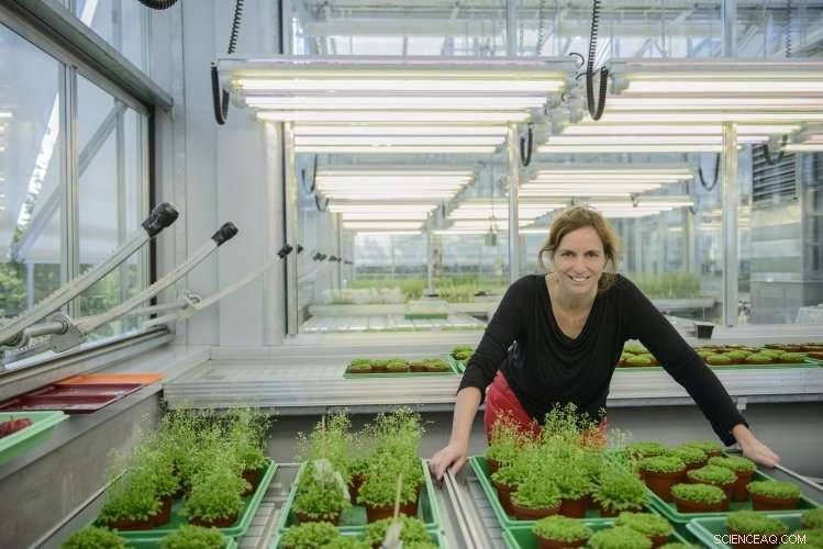 Exploring How Small RNAs Mediate Intercellular Communication in Plants