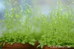 Exploring How Small RNAs Mediate Intercellular Communication in Plants