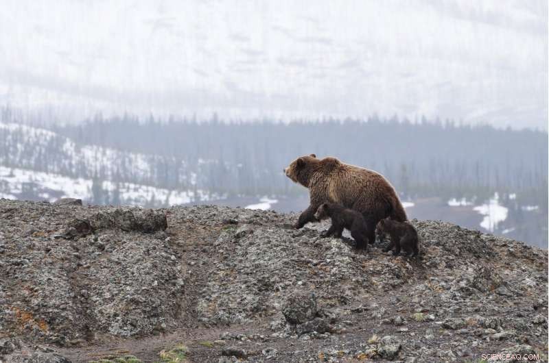 Grizzly Bears Thrive on High Saturated Fat Diets, Study Finds