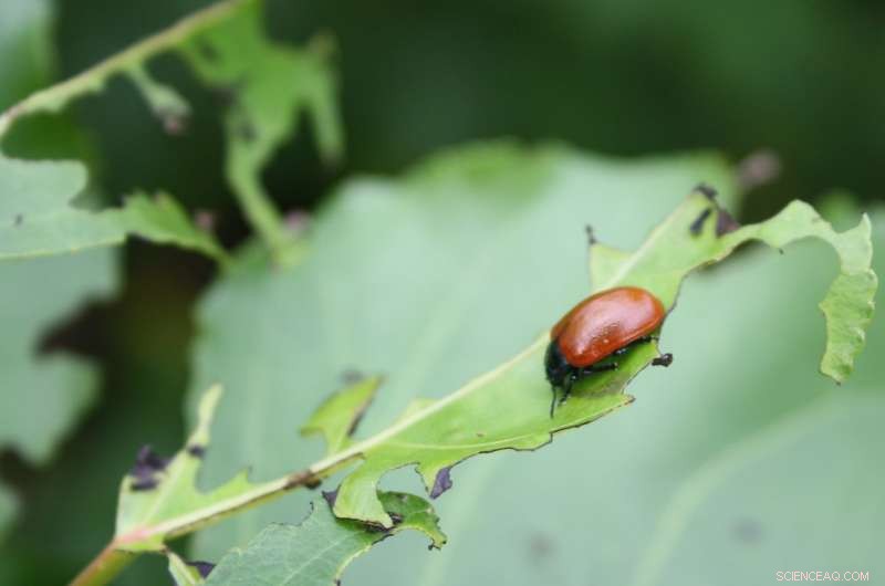 Using Taste-Based Traps to Safeguard Crops from Pest Damage