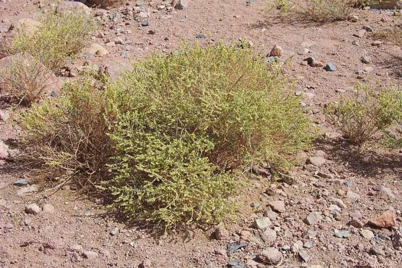 Using Taste-Based Traps to Safeguard Crops from Pest Damage