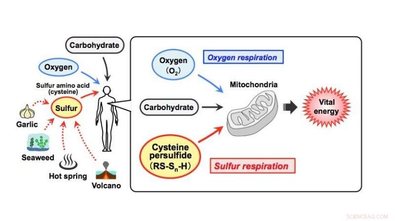 Sulfur Respiration in Mammals: A Mitochondrial Antioxidant Pathway