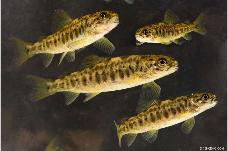 Innovative Health Centre Boosts Juvenile Salmon Health