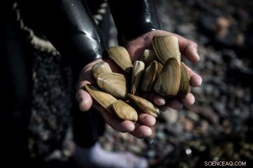 Chile Urges Conservation of Beloved Macha Clams