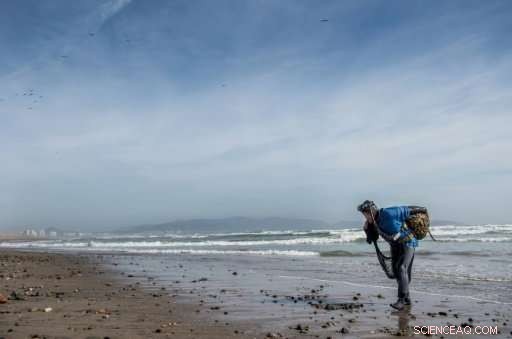Chile Urges Conservation of Beloved Macha Clams