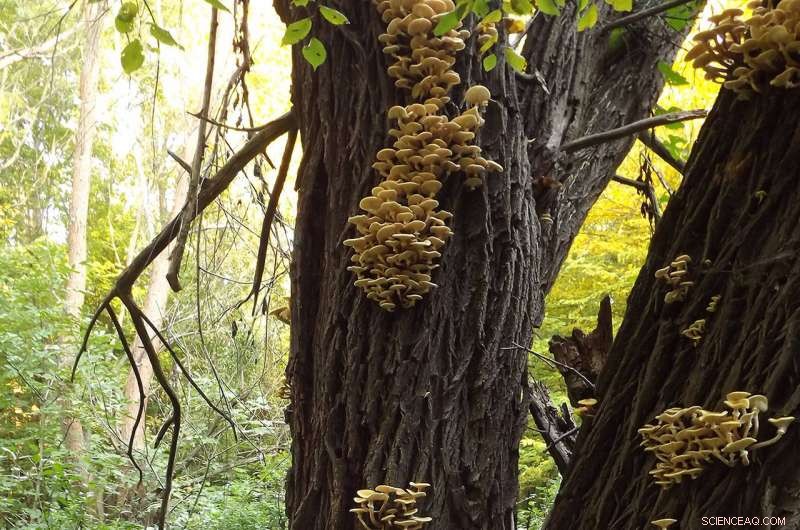 Size of White‑Rot Fungi Explained by Gene Family Diversity