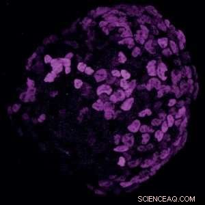 Research Uncovers How Pollutants Disrupt Early Embryo Development