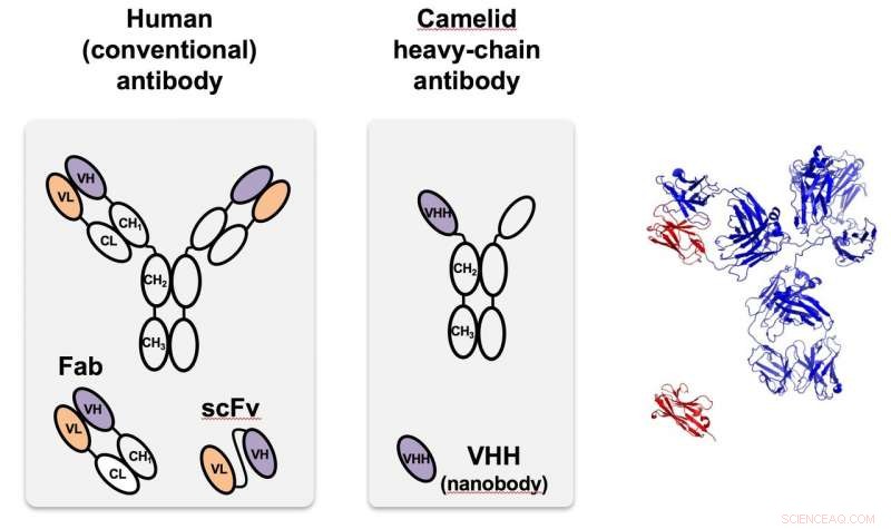 New Nanoscale Platform Enables Precise Protein Regulation