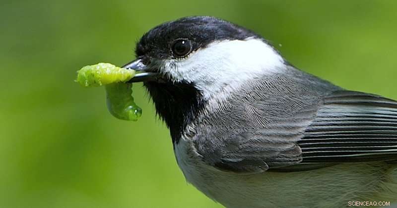 Residential Yards Shape Food Webs: New Study Reveals Impact