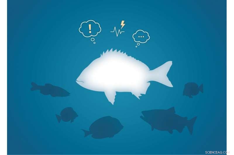 Scientists Confirm Fish Experience Emotional States