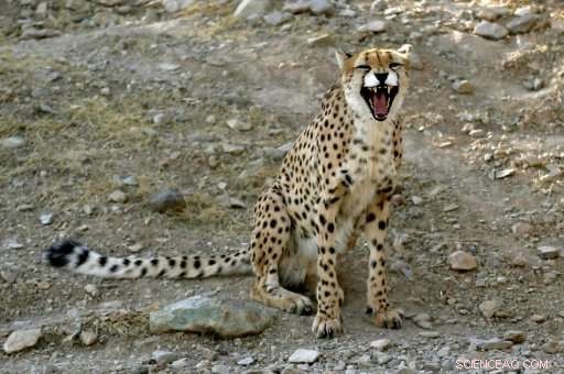 Iran Launches Campaign to Preserve the World s Last Asiatic Cheetahs