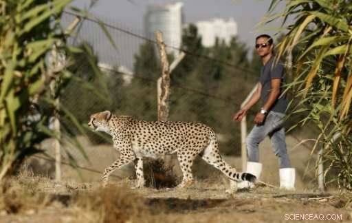 Iran Launches Campaign to Preserve the World s Last Asiatic Cheetahs