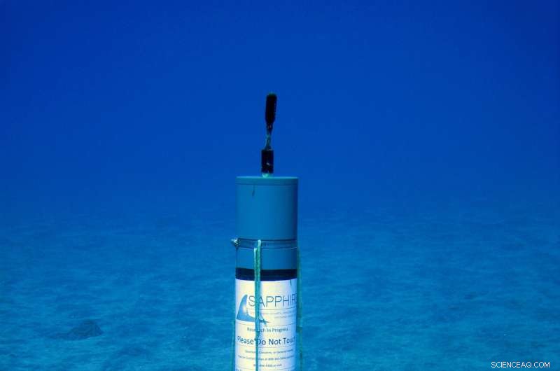 Tsunami Uncovers Elevated Human Noise Pollution in Hawaiian Waters