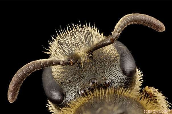 New Genetic Study Uncovers the Roots of Halictid Bee Communication and Social Dynamics