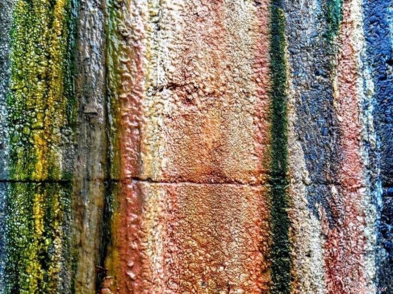 New Genomic Study Rewrites the Origin Story of Photosynthesis