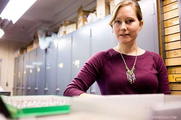 New Genetic Study Uncovers the Roots of Halictid Bee Communication and Social Dynamics