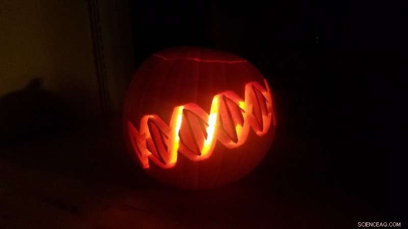 Sequenced Pumpkin Genomes Reveal Unexpected Evolutionary History