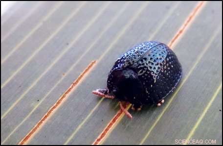 How Tortoise Beetles Rebound After Forest Fires: New Research Unveils Survival Secrets