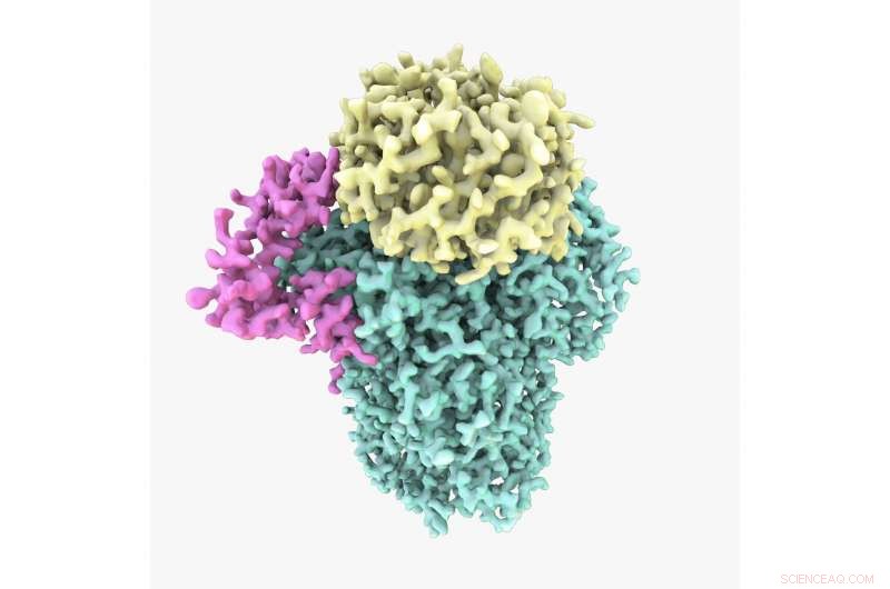 Scientists Reveal 3D Structure of Gene-Expression Protein CPF via Cryo-EM