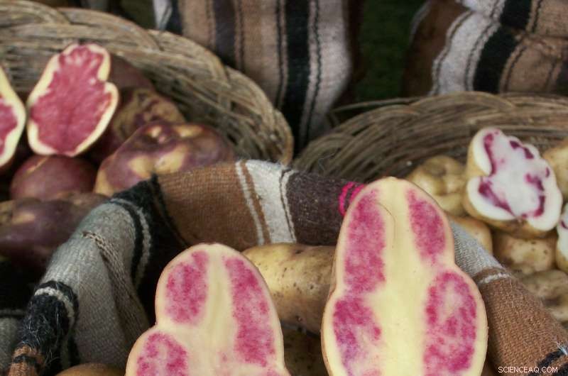 Unlocking the Past: How Potato Ancestry Drives Future Crop Innovation