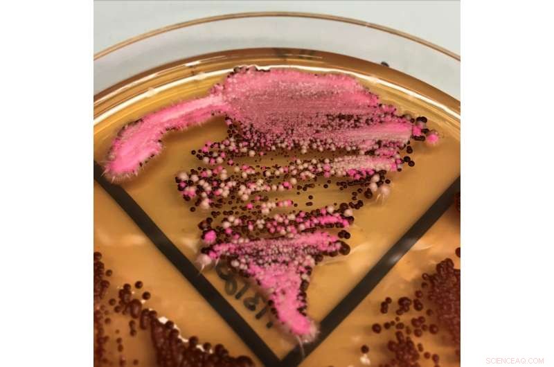 Eliminating Drug Resistance in Fungi Using Gene Drives