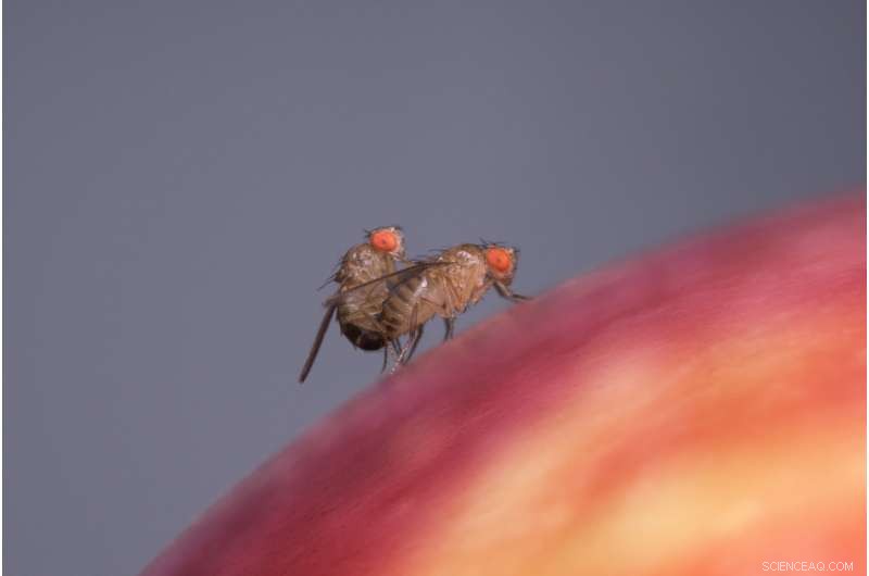 Vinegar Odor Increases Male Drosophila Attractiveness by Enhancing Female Pheromone Perception