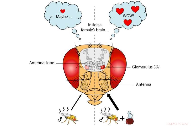 Vinegar Odor Increases Male Drosophila Attractiveness by Enhancing Female Pheromone Perception