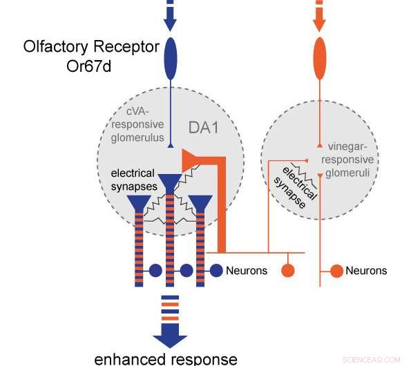 Vinegar Odor Increases Male Drosophila Attractiveness by Enhancing Female Pheromone Perception