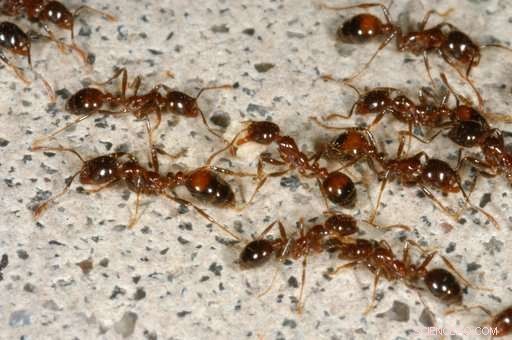 U.S. Launches Nationwide Initiative to Contain Fire Ant Spread