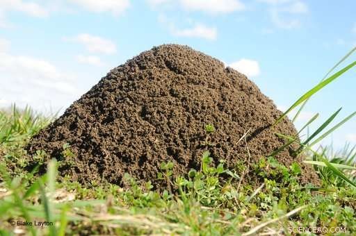 U.S. Launches Nationwide Initiative to Contain Fire Ant Spread