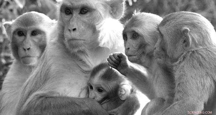 New Monkey Study Reveals Stressful Times Don’t Alter Group Behavior