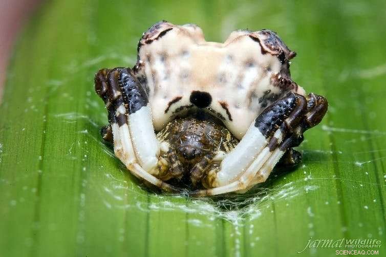 8 Facts That Will Put Your Fear of Spiders to Rest This Halloween