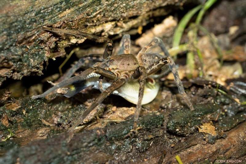 8 Facts That Will Put Your Fear of Spiders to Rest This Halloween