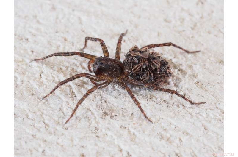 8 Facts That Will Put Your Fear of Spiders to Rest This Halloween