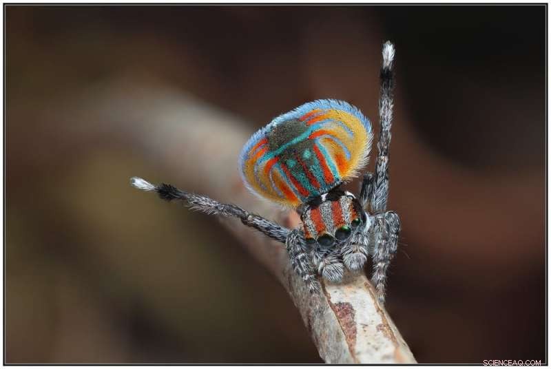 8 Facts That Will Put Your Fear of Spiders to Rest This Halloween